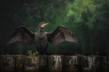 Great Cormorant
