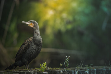 Great Cormorant