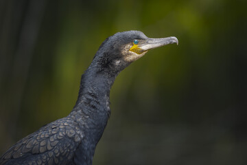 Great Cormorant