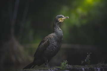 Great Cormorant