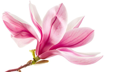 Fototapeta premium pink magnolia flower isolated on white background : Generative AI