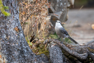 Canada Jay on a tree root. Banff National Park, Canadian Rockies, Alberta, Canada. Close-up shot. Gray jay, grey jay, camp robber, whisky jack.
