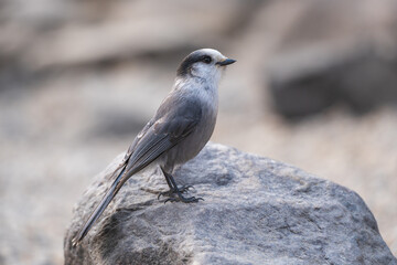 Close-up shot on a Canada Jay. Banff National Park, Canadian Rockies, Alberta, Canada. Gray jay, grey jay, camp robber, whisky jack.