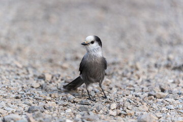 Close-up shot on a Canada Jay. Banff National Park, Canadian Rockies, Alberta, Canada. Gray jay, grey jay, camp robber, whisky jack.
