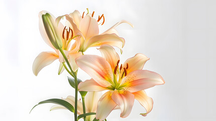 Fototapeta premium lily flowers isolated on white background : Generative AI