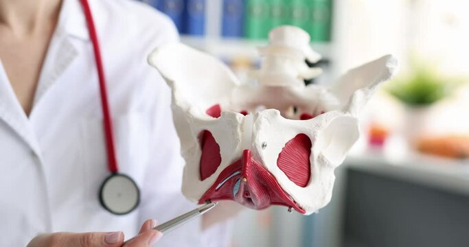 Doctor showing and explaining structure of female pelvic floor muscles on artificial model closeup 4k movie. Female body anatomy concept