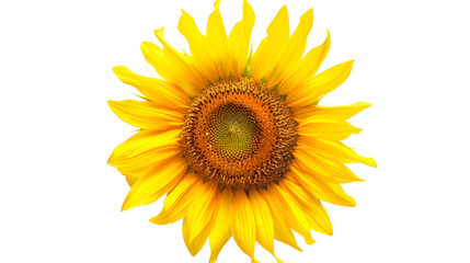 Naklejka premium Sunflower flower isloted on a white background : Generative AI