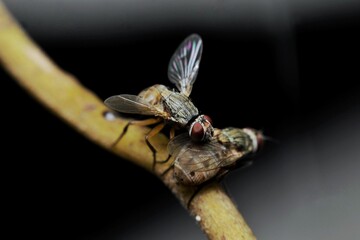 The flies on a thin branch, with one fly appearing to be on top of the other, likely engaged in mating behavior.