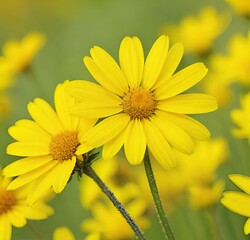 Obraz premium yellow flower, garden, summer, plant, flowers, macro, blossom, daisy, spring, bloom, beauty, petal, petals, close-up