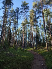 a trail in a sunny forest. vertical photo