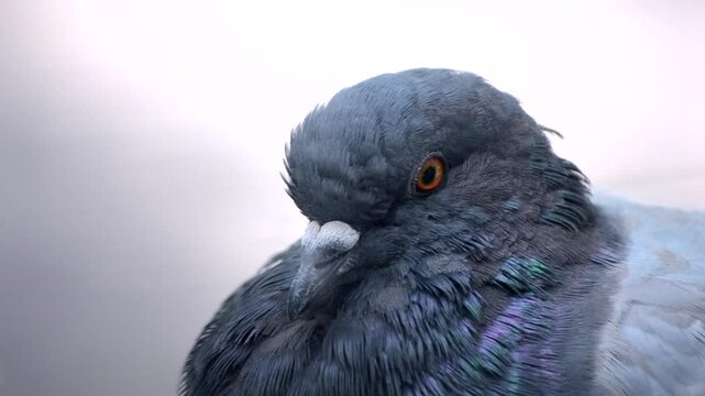 Pigeon head close-up. Dove head close. Ornithology bird lore. Bird fowl flyer flier close up. Head beak bill pecker pecker eyes feathers plumage feather coverts birdie dicky dickey. Nature wildlife