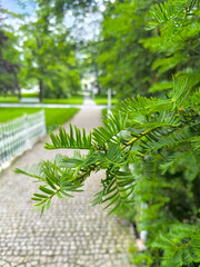 larch branch in the central park of Marianske Lazne in summer