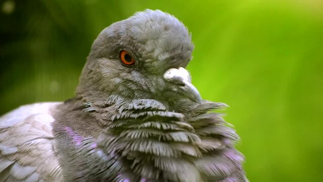 Pigeon head close-up. Dove head close. Ornithology bird lore. Bird fowl flyer flier close up. Head beak bill pecker pecker eyes feathers plumage feather coverts birdie dicky dickey. Nature wildlife