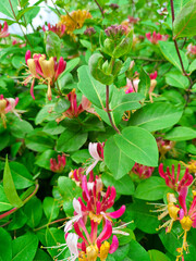 bright, colorful flowers in summer in Marianske Lazne