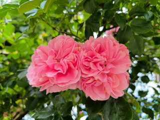 two lush pink rose flowers in summer in Marianske Lazne