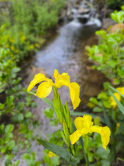 yellow irises against the background of a stream in a city park in Marianske Lazne