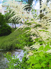 white flowers against the background of a stream in a city park in Marianske Lazne