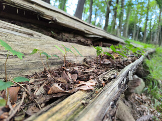 young plants in the forest in summer in Marianske Lazne