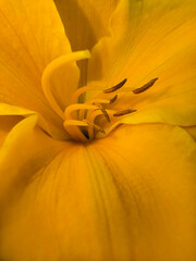 center of yellow blooming lily flower macro photography
