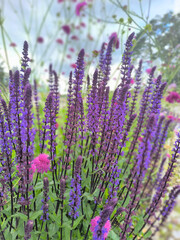 purple lavender and pink flowers in summer in Marianske Lazne park