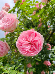 rose bush with lush rose flowers in summer in Marianske Lazne