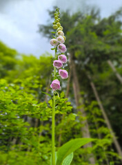 tall blooming lilac bellflower in the forest in summer in Marianske Lazne