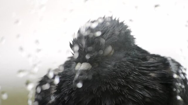 Pigeon head close-up. Dove head close. Ornithology bird lore. Bird fowl flyer flier close up. Head beak bill pecker pecker eyes feathers plumage feather coverts birdie dicky dickey. Nature wildlife