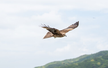 空を飛ぶトンビ