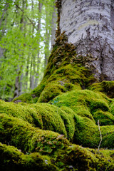 Green moss on tree in National Park Prokletije, Montenegro