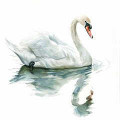 Fototapeta premium A gentle swan gliding on water, rendered in soft watercolor shades, beautifully isolated on a pristine white background