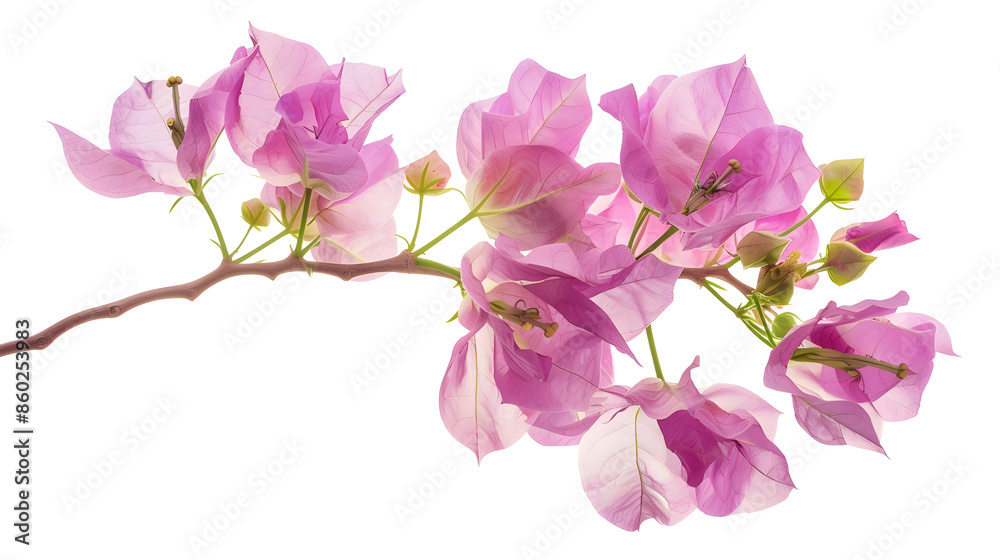 Poster Bush tree flower of bougainvillea on isolated white background with copy space and clipping path : Generative AI