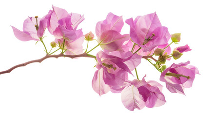Bush tree flower of bougainvillea on isolated white background with copy space and clipping path : Generative AI