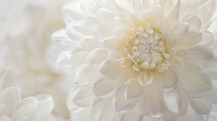 Fototapeta premium White Flower Background Sympathy Card White Floral Wedding Background Flower Macro Closeup : Generative AI