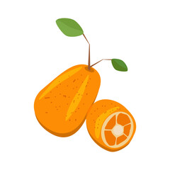 ripe kumquat fruit whole and half in cut - vector color flat illustration