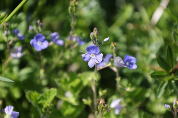 A bunch of blue flowers are in a field