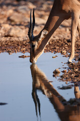 a male impala antelope drinks at a waterhole in Namibia