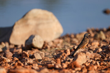 cinammon-breasted rock bunting in Namibia
