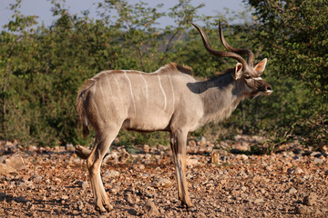 male kudu antelope on rocky ground in Namibia