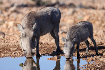 Fototapeta premium warthog with its offspring at a waterhole in Etosha Nationalpark