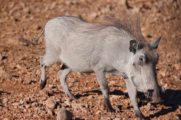 Fototapeta premium juvenile warthog on red rocks in Namibia