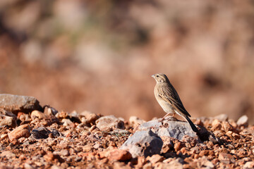 a lark sits on red rocks