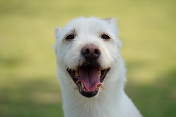 white dog with a smiling expression on its face going for a walk in the park