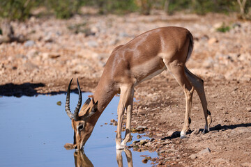 a male impala antelope drinks at a waterhole in Namibia