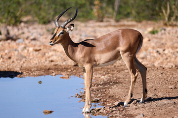 a male impala antelope drinks at a waterhole in Namibia