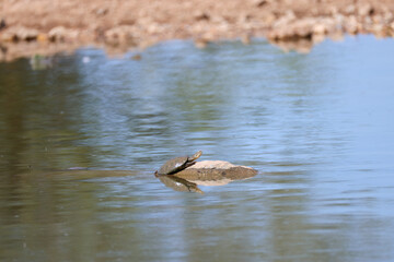 southern marsh terrapin in a waterhole