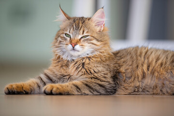 My most beautiful kitten in the world.