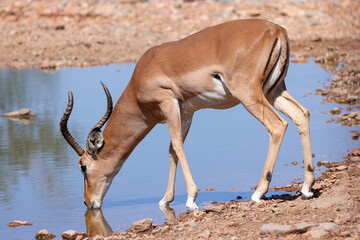 a male impala antelope drinks at a waterhole in Namibia