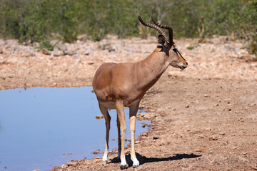 male impala antelope at a waterhole in Namibia