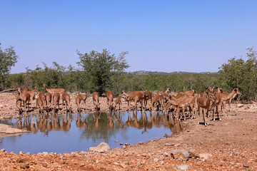 a herd of impala antelopes drink at a waterhole in Etosha, Namibia