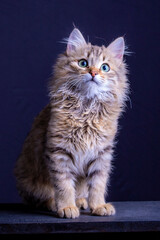 My most beautiful kitten in the world.